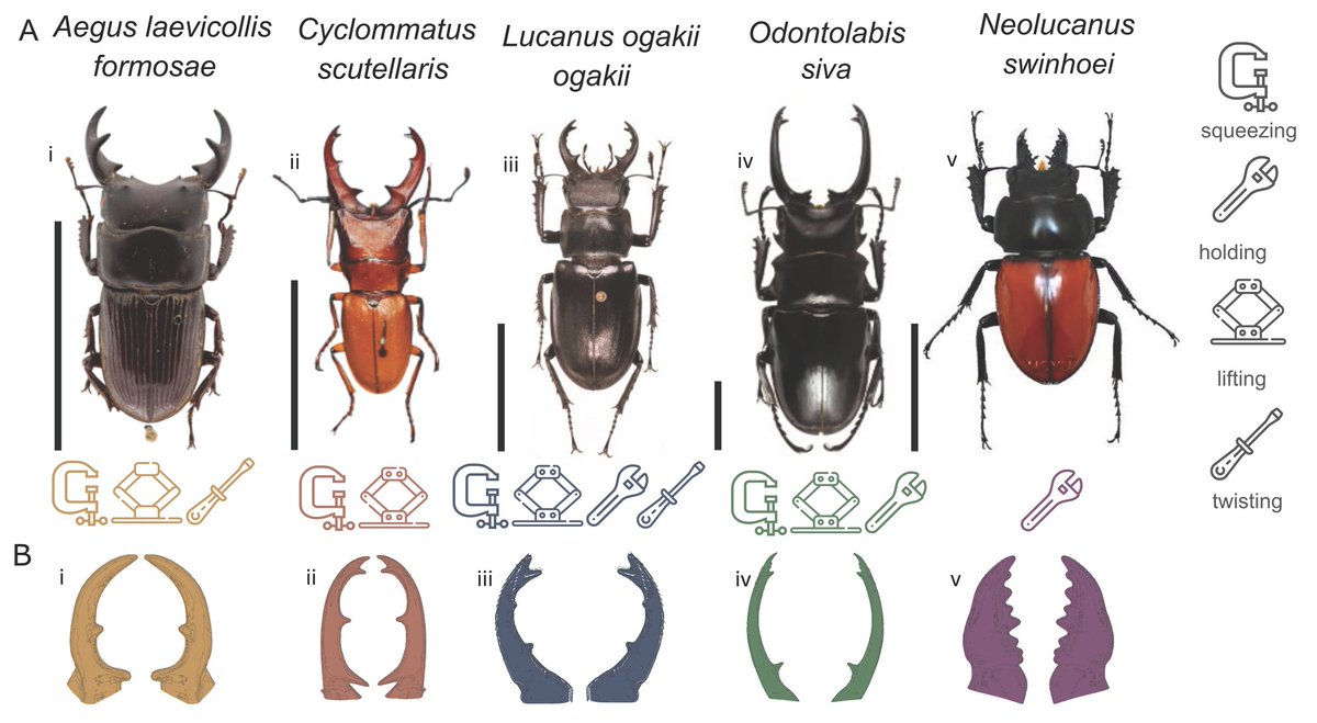 PNASNexus's tweet image. Stag beetles are known for their gymnastic battle abilities. The morphometrics of the mandibles of five species of stag beetles reveal specialization for specific combat maneuvers, particularly squeezing and twisting. In PNAS Nexus: ow.ly/eJeE50Wpel8