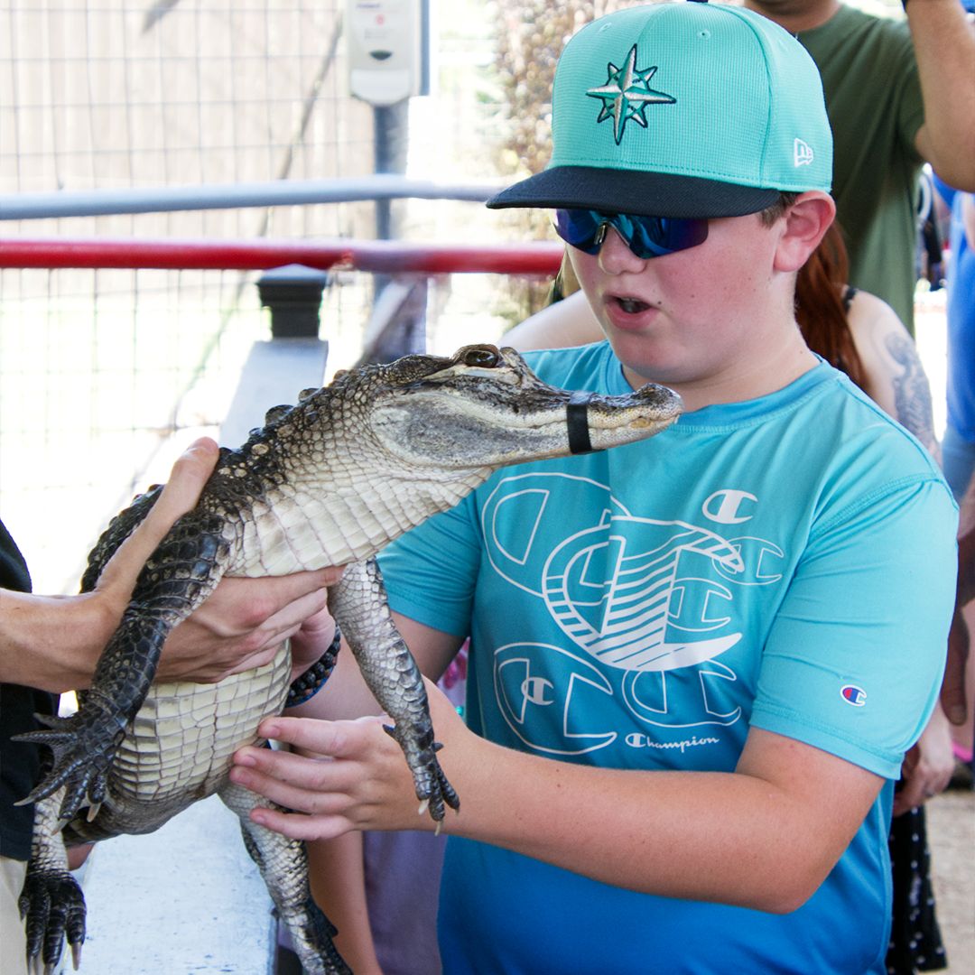 SnakeFarmZoo's tweet photo. At Animal World and Snake Farm Zoo, our educational and interactive animal shows happen every 30 minutes all day long. From fascinating facts to up-close encounters, each show is designed to spark curiosity and create unforgettable moments—just like this one.

Whether you're meeting an alligator, learning about conservation, or seeing your favorite animal in action, there’s always something exciting to discover.

Which animal show is your favorite? Let us know in the comments! 

#SnakeFarmZoo #AlligatorShow #Alligator #Education
