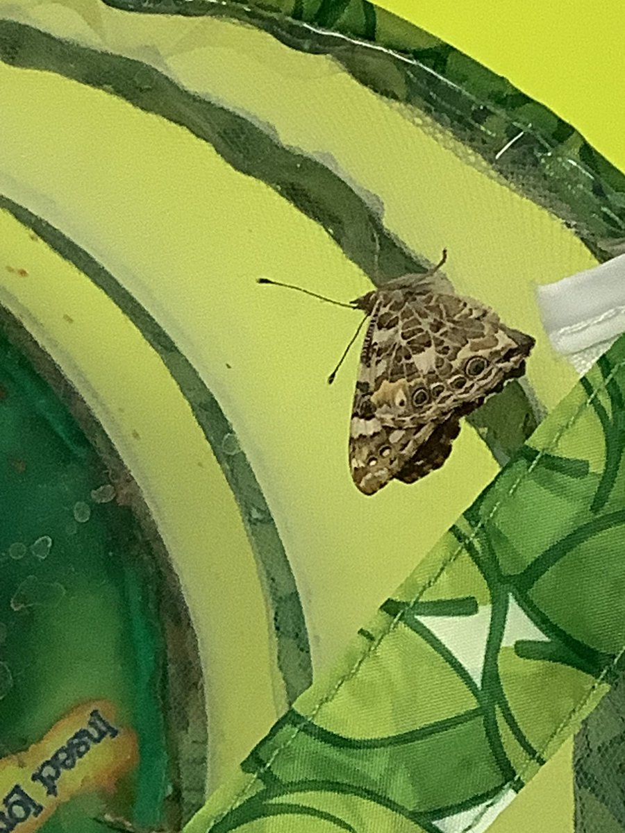 Rachel Micklewright tweet media