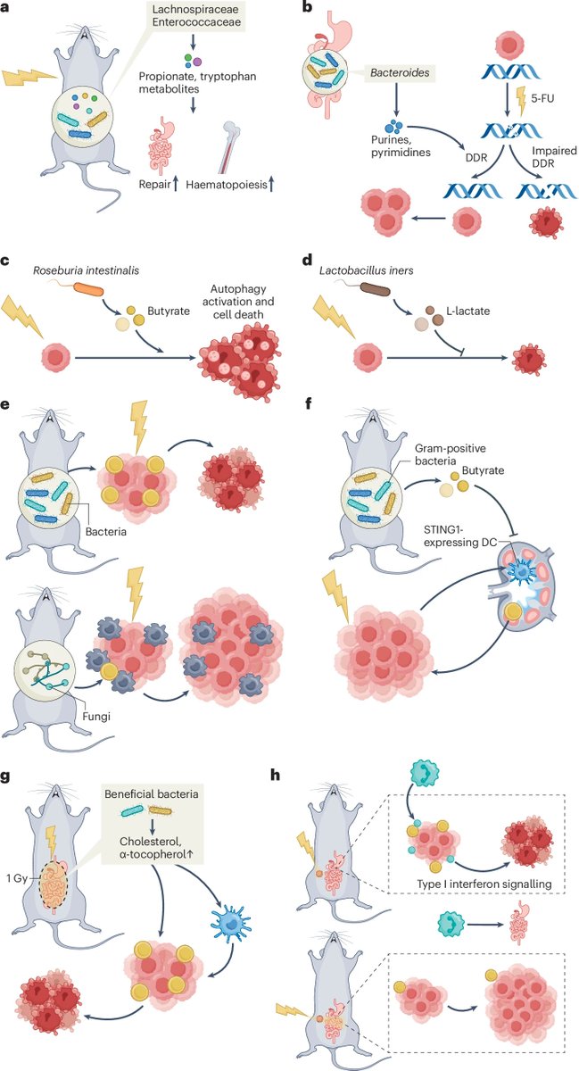 deadoc80's tweet image. Glad to share our most recent @NatRevClinOncol piec on #microbiota #radiotherapy and #cancer #immunotherapy. Kudos to Jianzhou and the @GustaveRoussy team for taking the lead! @FoxChaseCancer rdcu.be/ewc0t