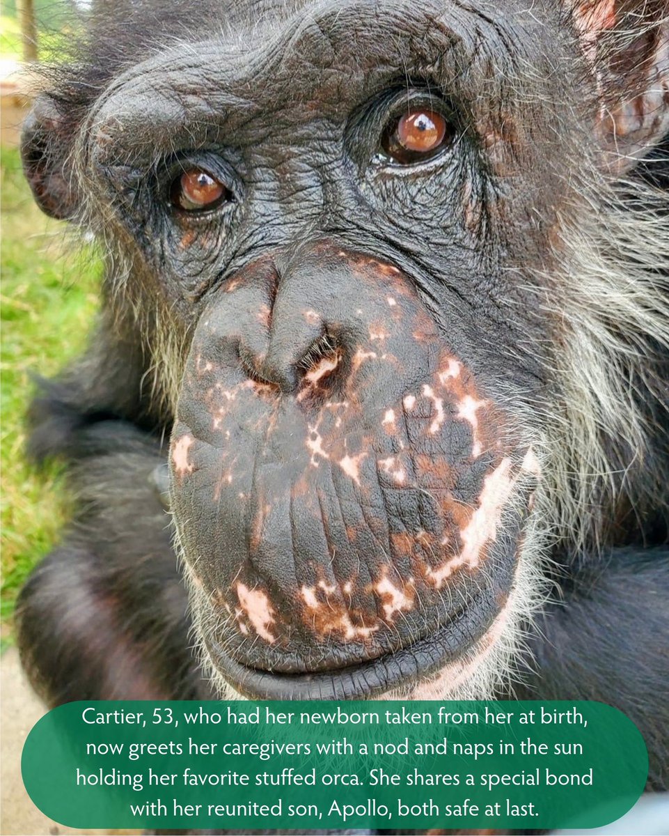 SaveTheChimps's tweet image. WORLD CHIMPANZEE DAY‼️Today we are honoring our residents who were born in the wild, captured and shipped to the U.S. where they were used for decades in medical research laboratories. Make a gift to help provide the lifelong care and freedom they deserve!
bit.ly/3GqNV5n