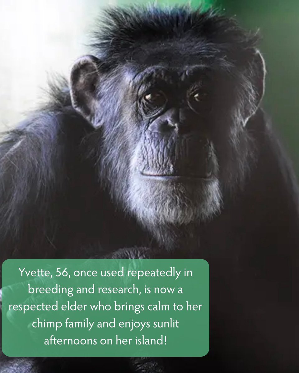 SaveTheChimps's tweet image. WORLD CHIMPANZEE DAY‼️Today we are honoring our residents who were born in the wild, captured and shipped to the U.S. where they were used for decades in medical research laboratories. Make a gift to help provide the lifelong care and freedom they deserve!
bit.ly/3GqNV5n