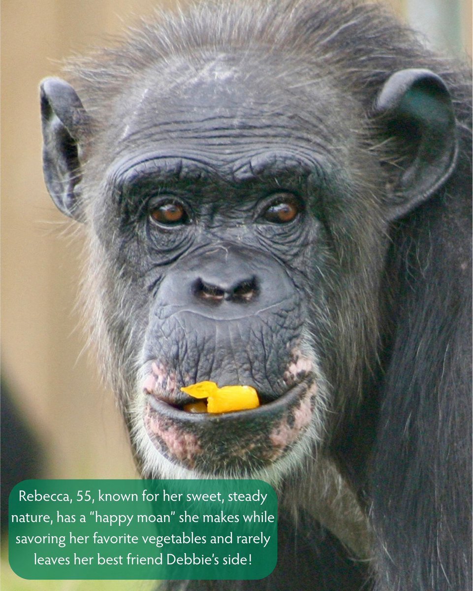 SaveTheChimps's tweet image. WORLD CHIMPANZEE DAY‼️Today we are honoring our residents who were born in the wild, captured and shipped to the U.S. where they were used for decades in medical research laboratories. Make a gift to help provide the lifelong care and freedom they deserve!
bit.ly/3GqNV5n