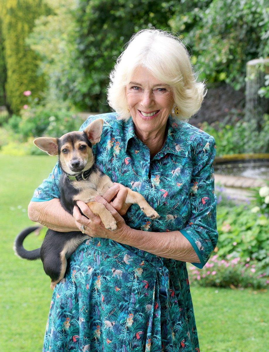 RoyalFamily's tweet image. It was a fantastic afternoon at @Battersea - we are so grateful for all that you do! 🐾
Whilst Moley was keeping cool at home, she wishes she could have been reunited with some of her old friends!
Check out some of Battersea’s top tips for keeping pets cool in the heat…
👉…