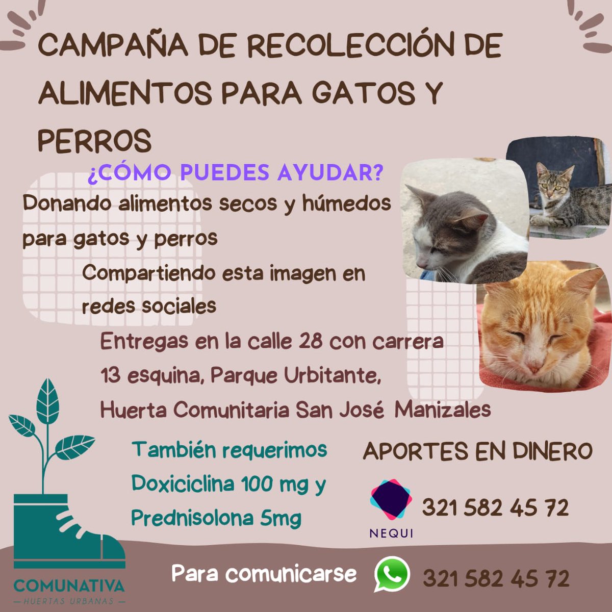 Nuestra campaña sigue estamos buscando Doxiciclina de 100 mg y Prednisolona de 5mg contactos 321 582 45 72 #gatos #sosanimal