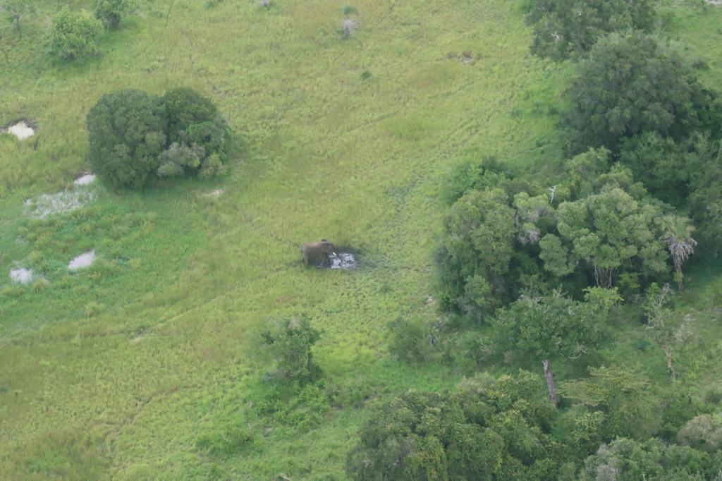 Wildlife Research & Training Institute (@wrtikenya) on Twitter photo ๐๐๐ญ๐ข๐จ๐ง๐๐ฅ๐๐ข๐ฅ๐๐ฅ๐ข๐๐๐๐๐ง๐ฌ๐ฎ๐ฌ (๐๐๐๐โ๐๐2๐) ๐๐ฉ๐๐๐ญ๐: The National Wildlife Census continues to make progress, with Day 6 of the total aerial count completed across Lower Garissa, Lamu County, and parts of Tana River County.
So far, a total of 18,015 sq ๐๐๐ญ๐ข๐จ๐ง๐๐ฅ๐๐ข๐ฅ๐๐ฅ๐ข๐๐๐๐๐ง๐ฌ๐ฎ๐ฌ (๐๐๐๐โ๐๐2๐) ๐๐ฉ๐๐๐ญ๐: The National Wildlife Census continues to make progress, with Day 6 of the total aerial count completed across Lower Garissa, Lamu County, and parts of Tana River County.
So far, a total of 18,015 sq