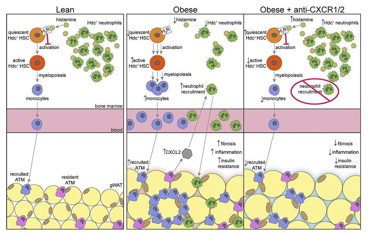JExpMed's tweet image. During obesity, the bone marrow is dysregulated to overproduce myeloid cells that drive systemic inflammation. Quin Waterbury, Timothy Wang et al. @columbiacancer show that neutrophil migration is a key mediator of this process. hubs.la/Q03x3Z2b0