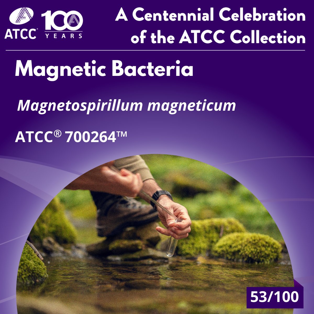 officialatcc's tweet image. In the 1950s, Salvatore Bellini discovered bacteria that swim north—later named magnetotactic bacteria. They use magnetic crystals called magnetosomes to navigate. Rediscovered in 1975, they’re now key to studying magnetoreception and biomineralization. ow.ly/iPoQ50WplHj