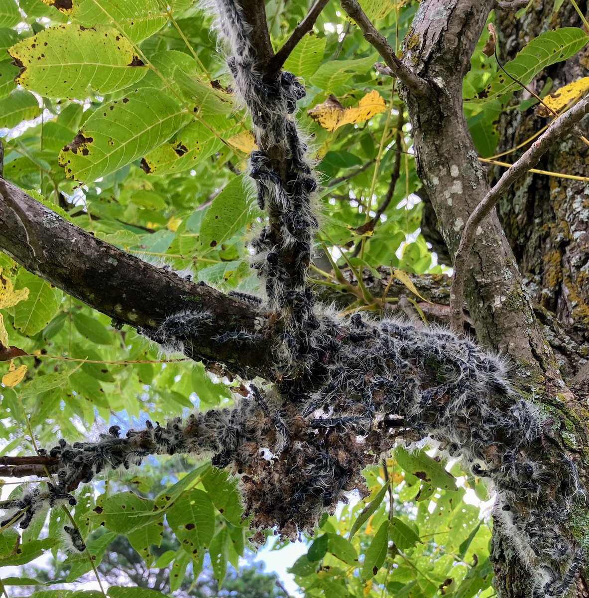 allen szalanski (@szalanskiallen) on Twitter photo appears to be a big year for Walnut Caterpillars (Datana integerrima) here in Northwest Arkansas this year <a href="/ArkansasEPP/">Arkansas Entomology and Plant Pathology</a> appears to be a big year for Walnut Caterpillars (Datana integerrima) here in Northwest Arkansas this year <a href="/ArkansasEPP/">Arkansas Entomology and Plant Pathology</a>