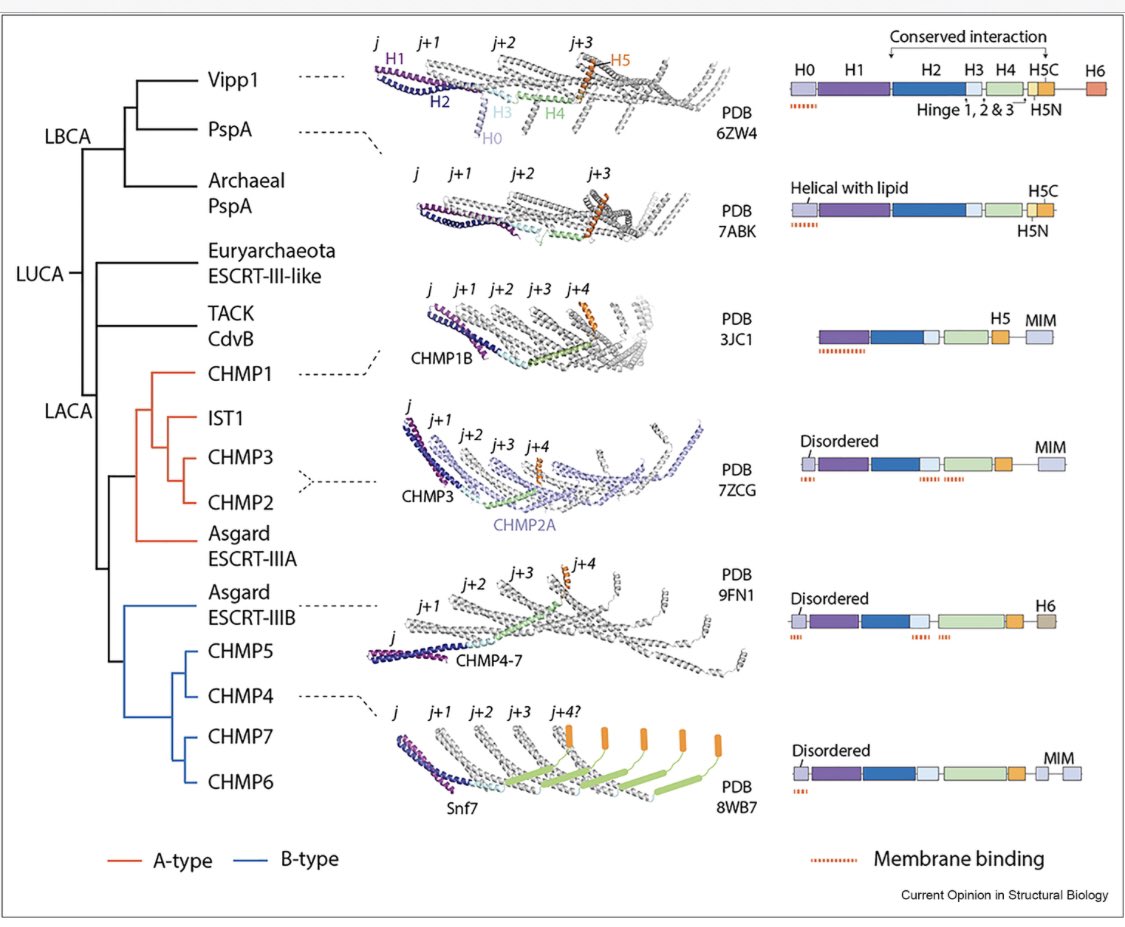 ❗️ Exciting review alert❗️focussing on the evolution and mechanism of prokaryotic ESCRT-III-like systems.. fun collaboration with Tom Williams! 

doi.org/10.1016/j.sbi.…