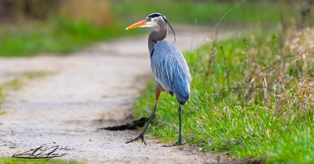 This great blue heron has inspired us to take a peaceful morning stroll around the preserves. Plan an early visit to your local forest preserve and start your day with nature! (Photo courtesy of Jonathan Catigano) 

#Herons #ReconnectWithNature
