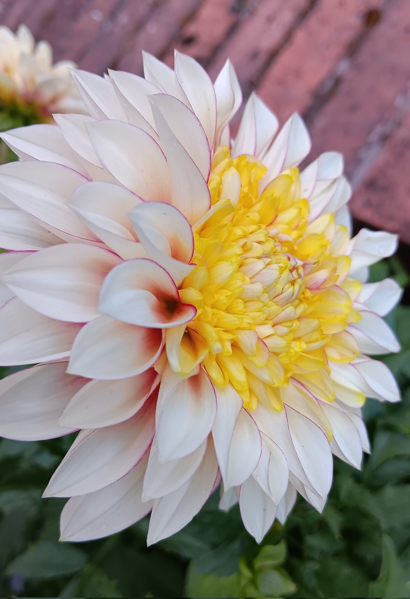 dahlias - Search / X