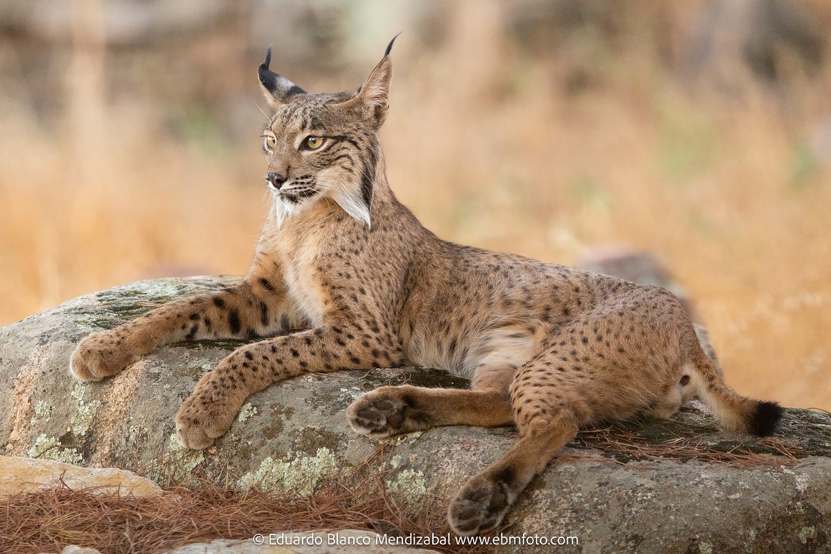 Son Pirineo y Valiente, dos machos de lince ibérico en libertad. Podemos apreciar las diferencias de tamaño; esbelto con 12 meses, poderoso con 7 años. Ayer pudimos disfrutar fotografiándolos en nuestra actividad "Convivencia con linces". Puedes apuntarte a la siguiente en mi web