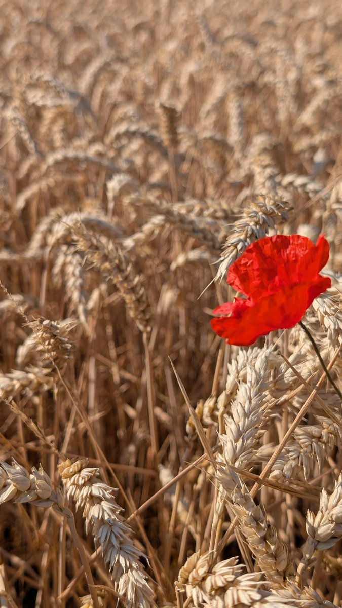 Johnny B. 🎶 tweet media