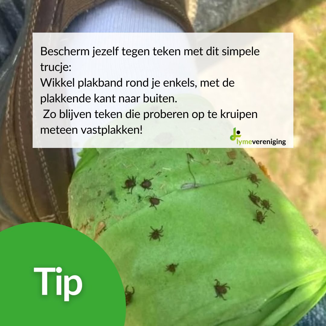 🕷️ Mooi weer betekent buiten genieten – maar ook opletten voor teken! 🌿

Of je nu gaat wandelen, tuinieren of spelen in het gras: wikkel plakband rond je enkels met de kleefkant naar buiten. Zo vang je teken nog vóór ze je huid bereiken.

Een simpel trucje dat écht werkt, vooral