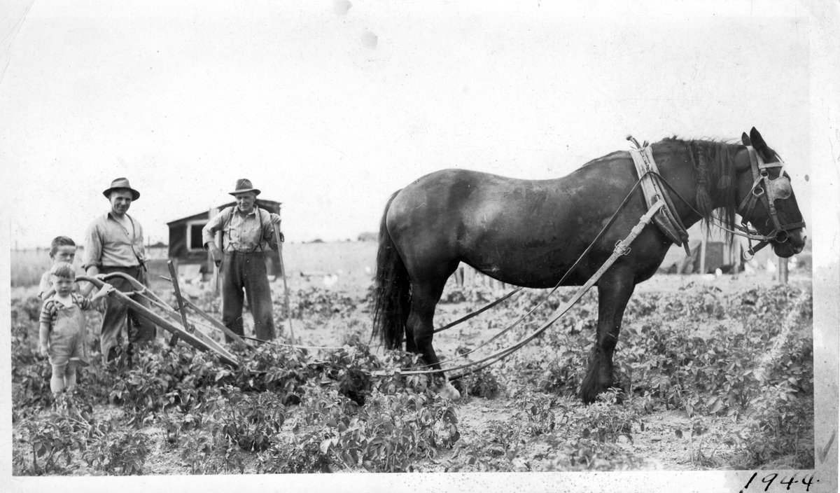 ClimateChange Steves (@harold_steves) on Twitter photo <a href="/sandyjamesplan/">Sandy James Planner @sandyjamesplanner.bluesky</a> Young Harold Steves, younger brother Joe, father Harold Sr. & grandfather McLaren planting a Victory Garden with Lum Poy's horse, 1944.
During WWII 42% of food we consumed in Canada & the US was from Victory Gardens. Out worsening climate is becoming WWIII. We can do it again! <a href="/sandyjamesplan/">Sandy James Planner @sandyjamesplanner.bluesky</a> Young Harold Steves, younger brother Joe, father Harold Sr. & grandfather McLaren planting a Victory Garden with Lum Poy's horse, 1944.
During WWII 42% of food we consumed in Canada & the US was from Victory Gardens. Out worsening climate is becoming WWIII. We can do it again!