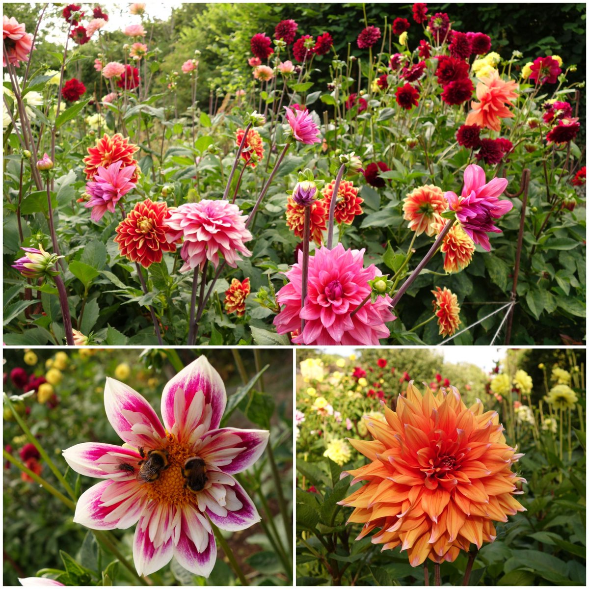 Dahlias this evening. Often find bees sleeping in the open varieties at the end of the day.