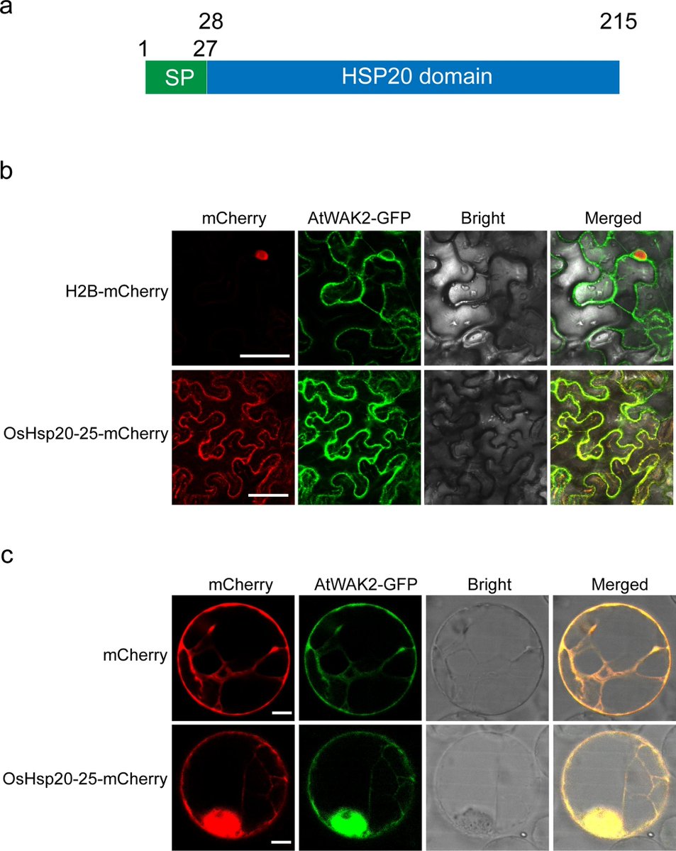 OsHsp20-25, a small heat shock protein, from long-lived mRNA regulates seed size and germination rate in rice. 

Zhu, X., Dong, Z., Liu, Y. et al. Planta 262, 18 (2025).
➡️rdcu.be/ewdk4