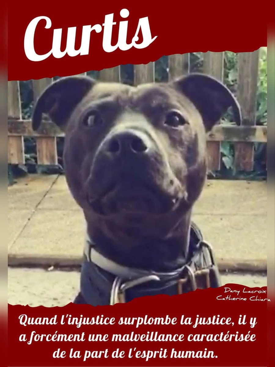 Depuis bientôt six ans, #Curtis est enfermé dans un box de fourrière, isolé, sans aucune sortie, sans contact humain, nourri à travers une trappe comme un animal dangereux.

facebook.com/photo?fbid=338…

#AffaireÉlisaPILARSKI
