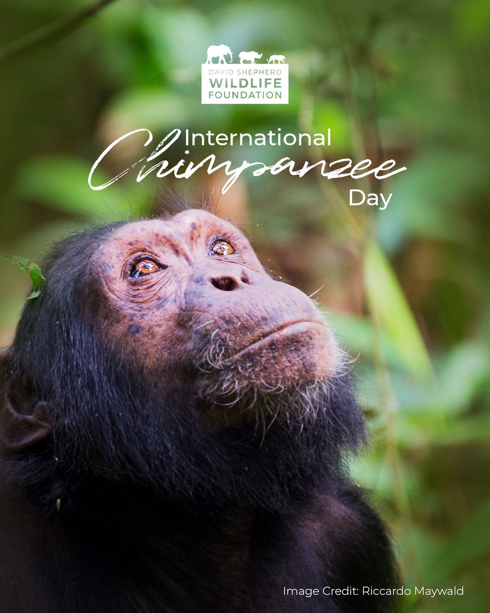 Today is #WorldChimpanzeeDay 🐒

Chimpanzees are in serious danger.

David Shepherd Wildlife Foundation work with trusted partners to protect this iconic and intelligent species.  

But we can’t do it alone.

Click the link to adopt and make a difference🔗davidshepherd.org/adopt/chimpanz…