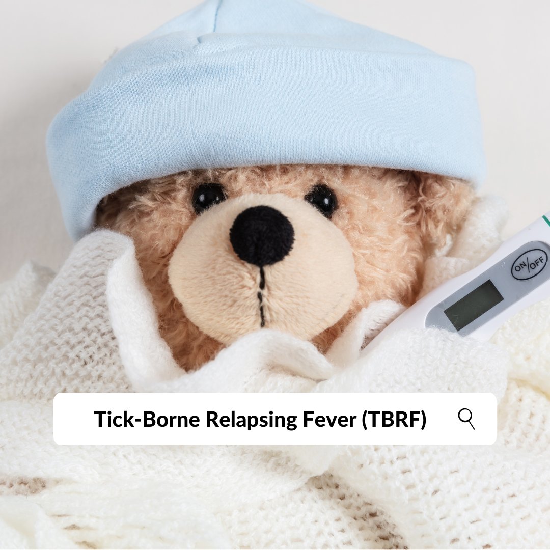 🦠 Tick-Borne Relapsing Fever (TBRF): de ‘terugkerende koorts’ door teken

🐜 Wat is TBRF?
TBRF is een infectieziekte veroorzaakt door verschillende Borrelia-soorten, zoals Borrelia hermsii en Borrelia duttonii. In tegenstelling tot lyme wordt deze ziekte overgedragen door zachte