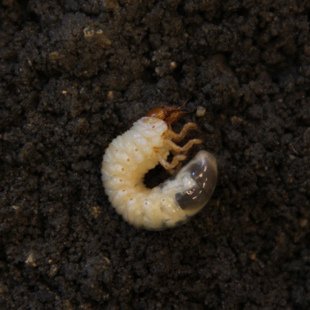 ISU_YardGarden's tweet image. Later June to early August is the best time to apply preventative insecticide to control white grubs in the lawn.
Details here: go.iastate.edu/7XGIED