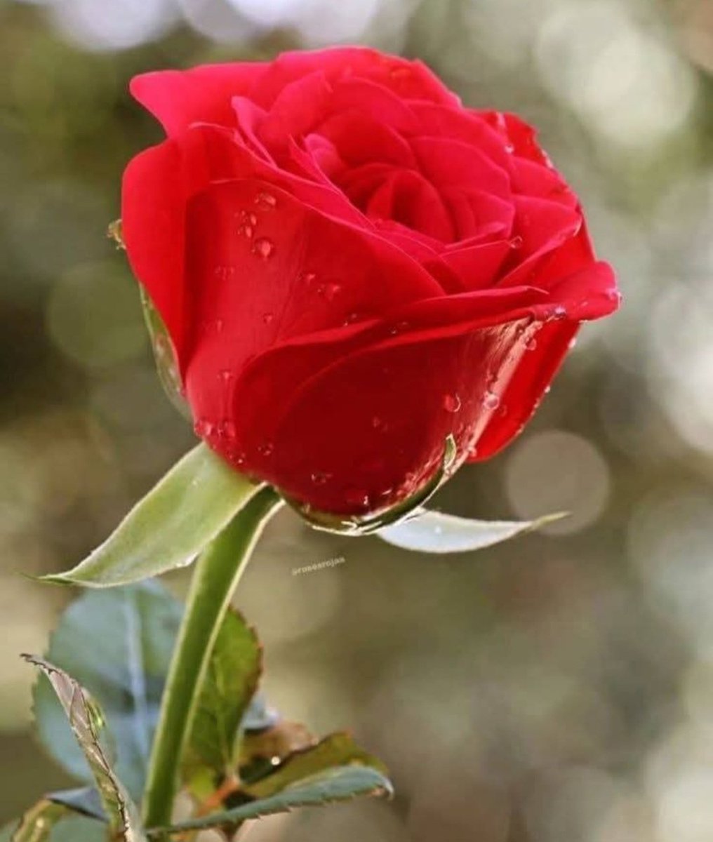 Tuesday rose 🌹
Happy Tuesday dear friends 
💫✨🌹🌿💫✨🌹🌿💫✨🌹🌿💫