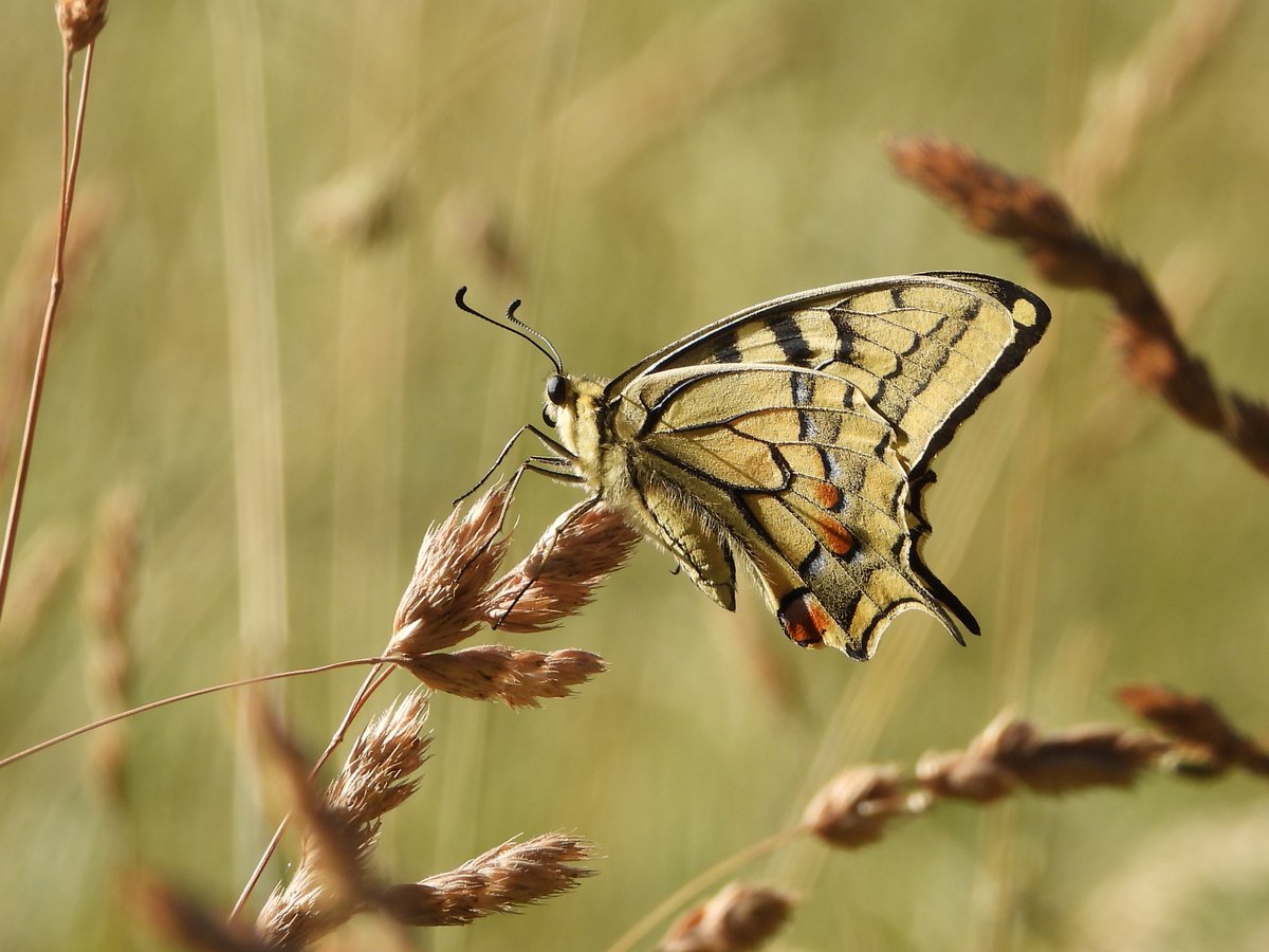 MdeVriesnature's tweet image. Vandaag geen video maar enkele foto's van de koninginnenpage die ik afgelopen week tegenkwam
Wat een beauty is het toch!