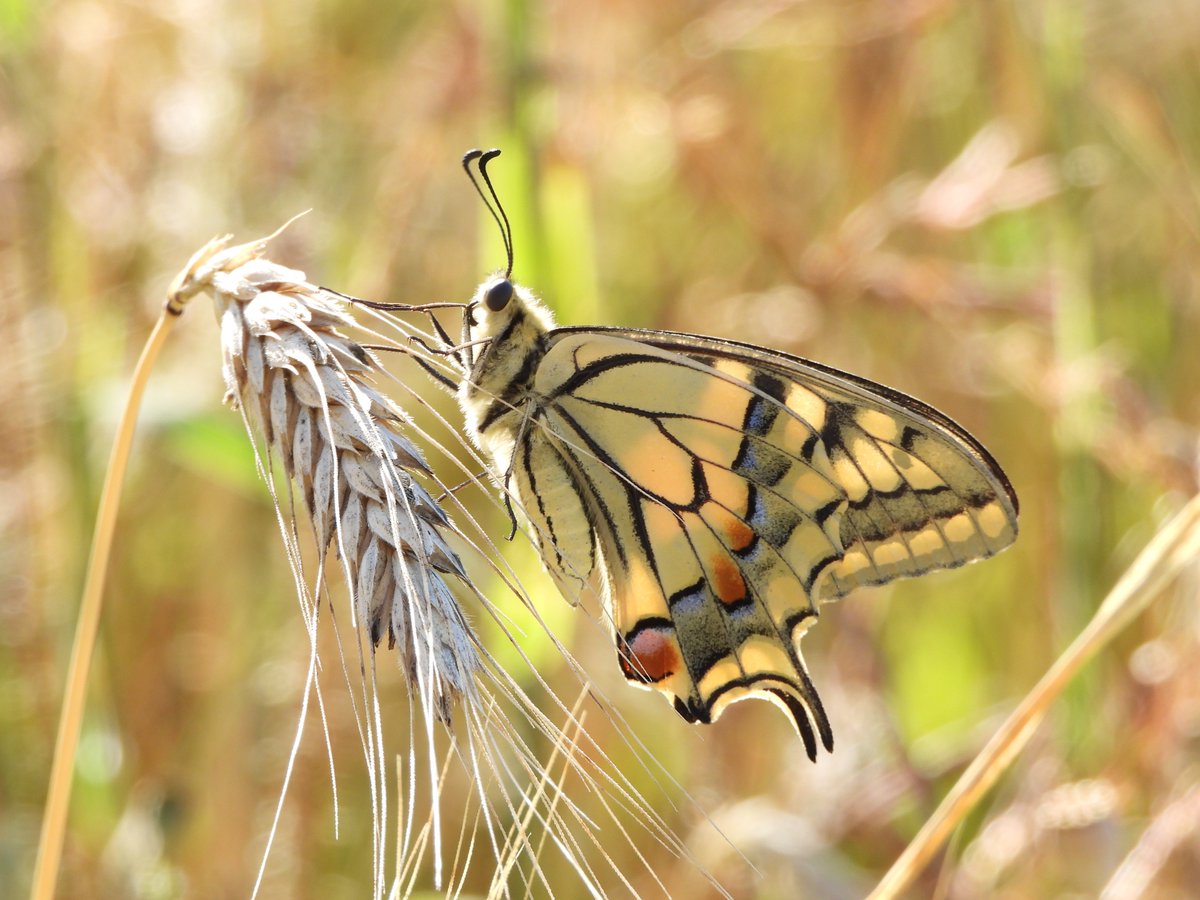 MdeVriesnature's tweet image. Vandaag geen video maar enkele foto's van de koninginnenpage die ik afgelopen week tegenkwam
Wat een beauty is het toch!