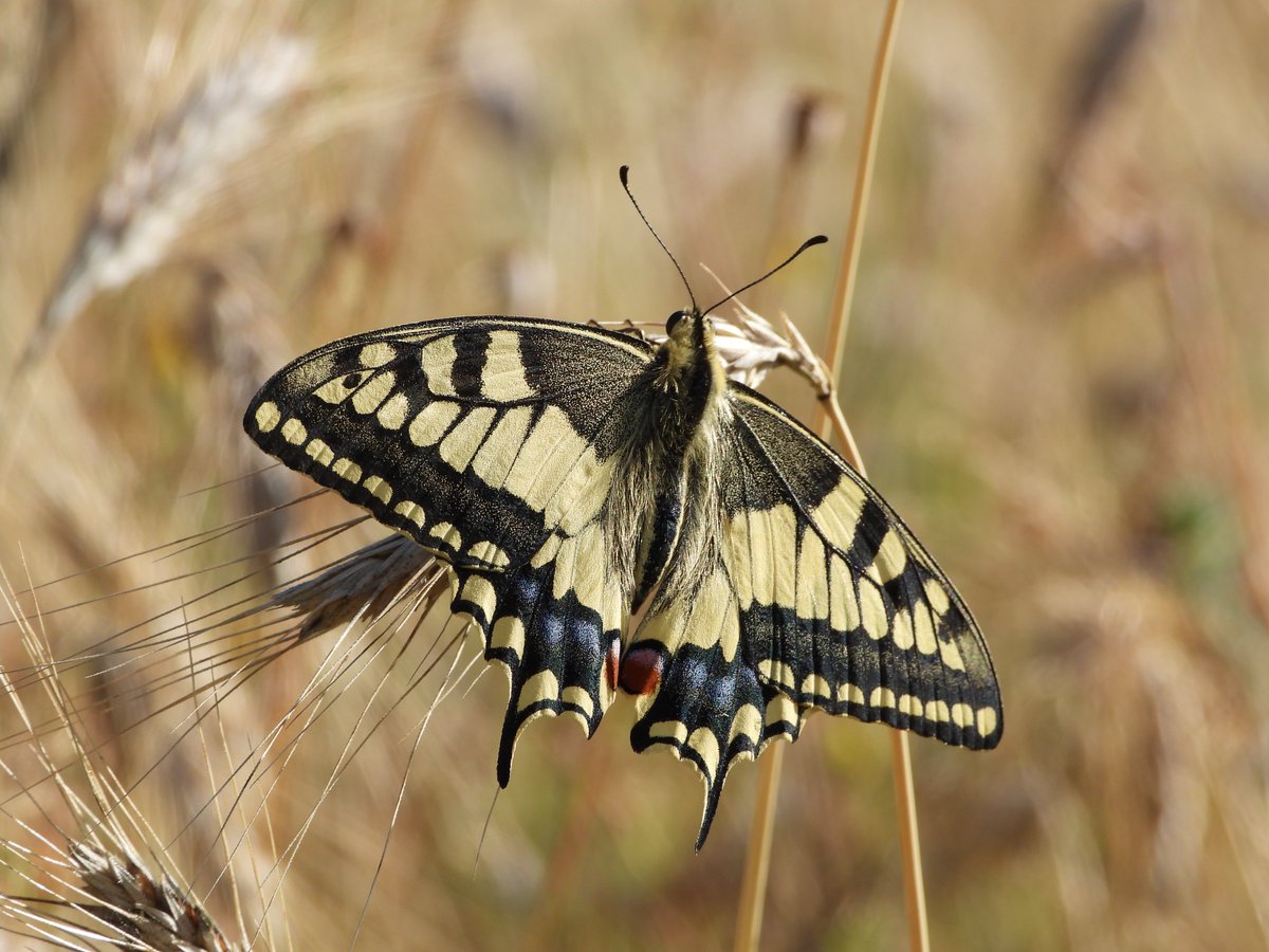 MdeVriesnature's tweet image. Vandaag geen video maar enkele foto's van de koninginnenpage die ik afgelopen week tegenkwam
Wat een beauty is het toch!