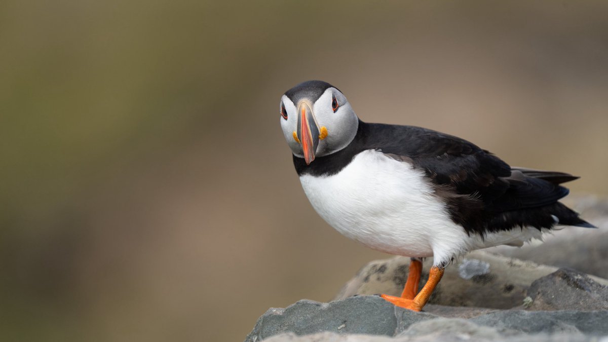 Ross Mackenzie tweet media