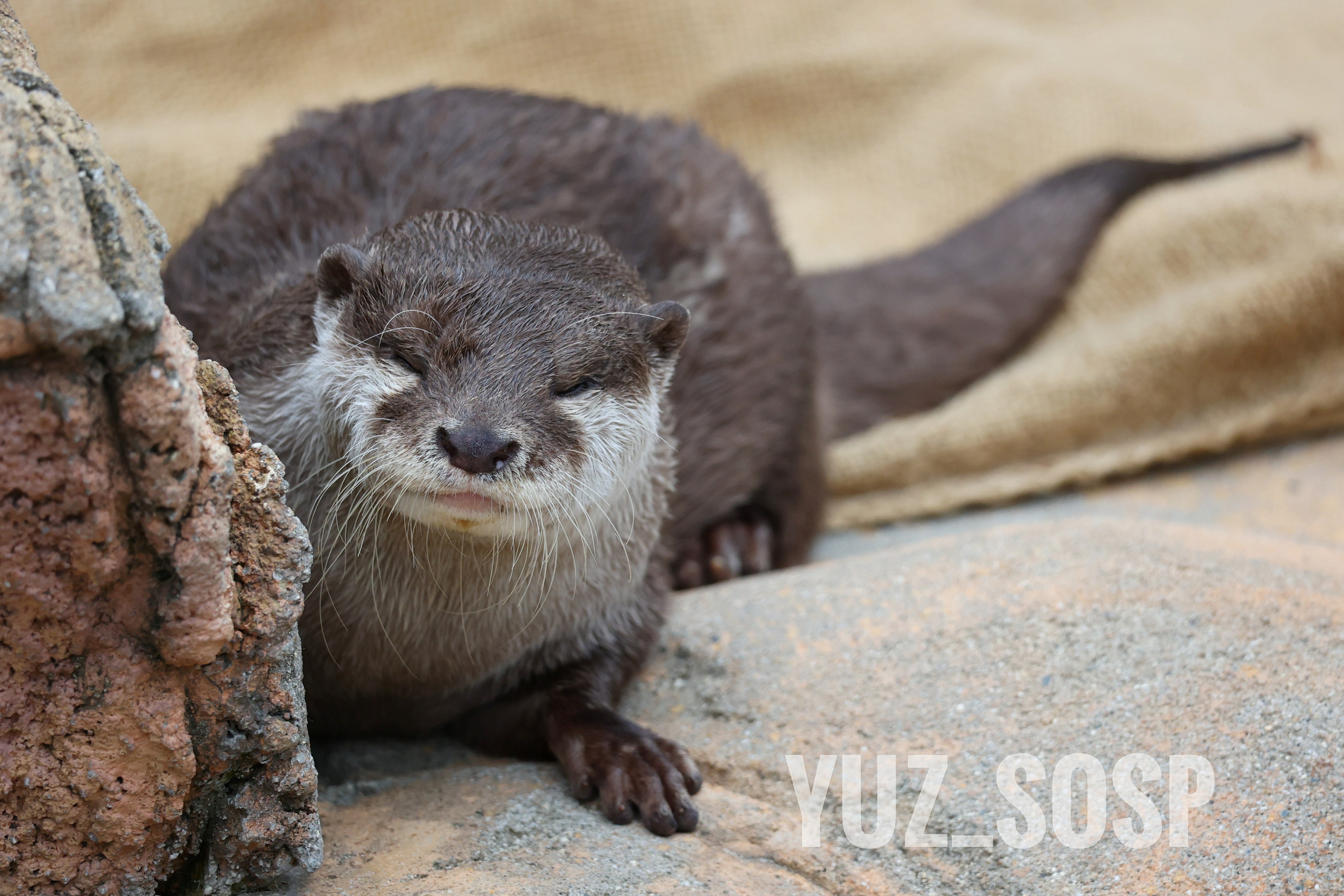 コツメカワウソ 上野動物園［公式］ on X: 