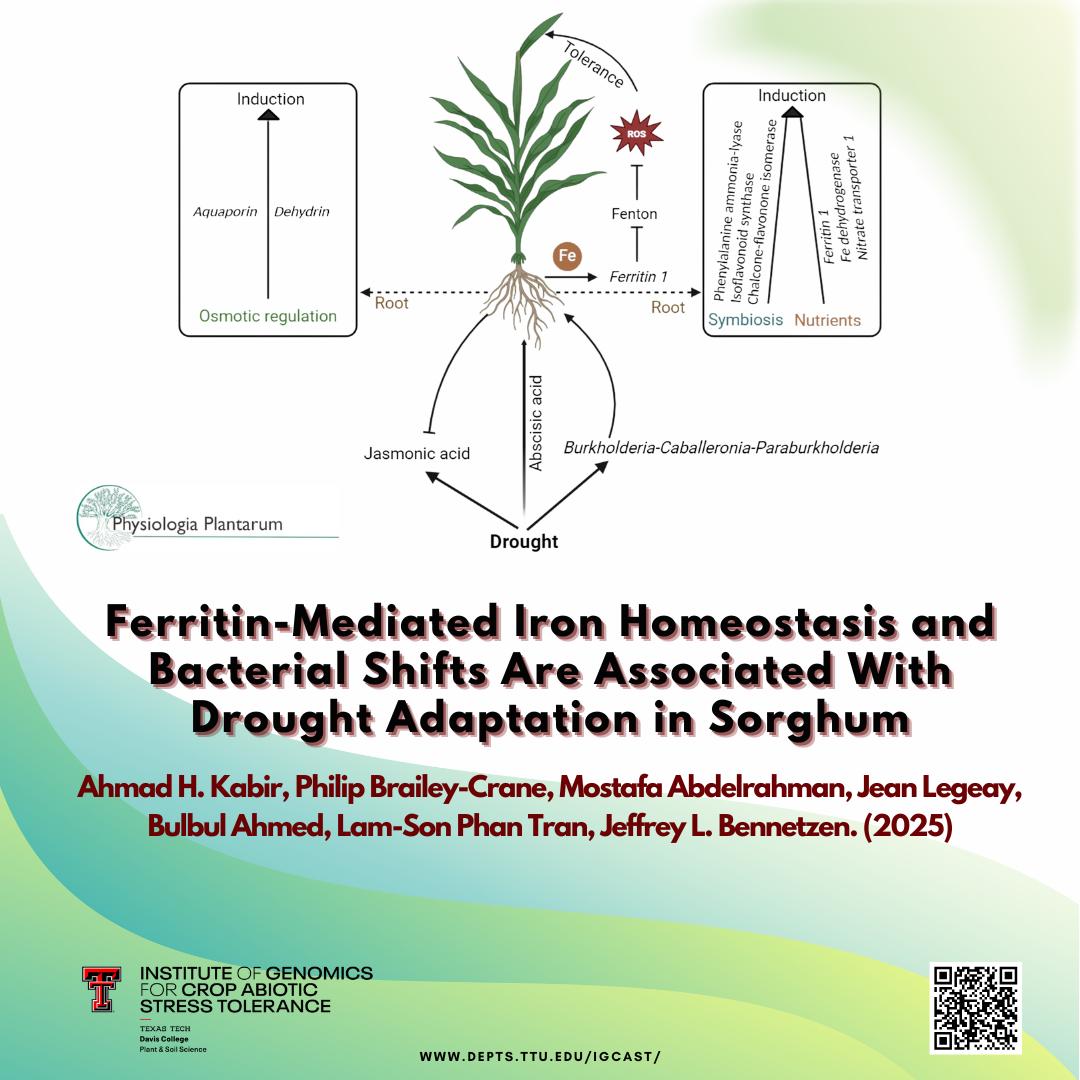 How do plants adapt to harsh environments? 🌿 This study on sorghum under drought reveals powerful abiotic stress responses—from transcriptional changes to microbial shifts—that help maintain nutrient uptake and reduce oxidative damage. 
onlinelibrary.wiley.com/doi/10.1111/pp…