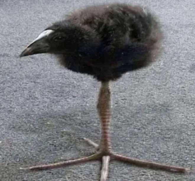 m4rionettes's tweet image. i always feel so ugly i hate myself and how i look  anyways i like this bird #pukeko
