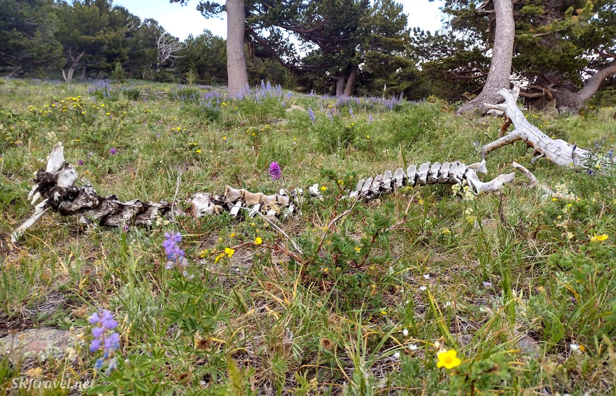 Full spine of a moose (I think) carcass in the middle of a wildflower field. Always enjoy running across something new. #coloradolife #colorado #rockymountains #wildlife #NaturePhotography #NatureLovers #landscapephotography #travelblogger #ThePhotoHour
