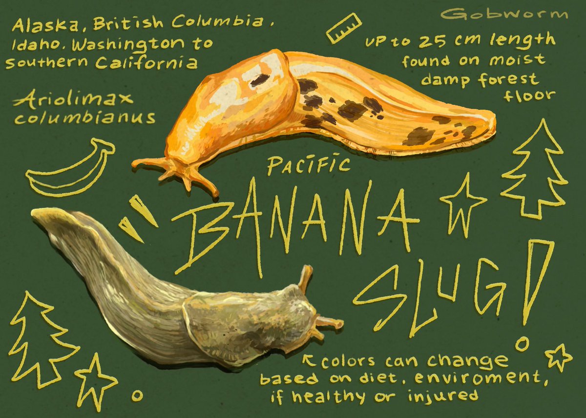 gobwormshop's tweet image. banana slug!!