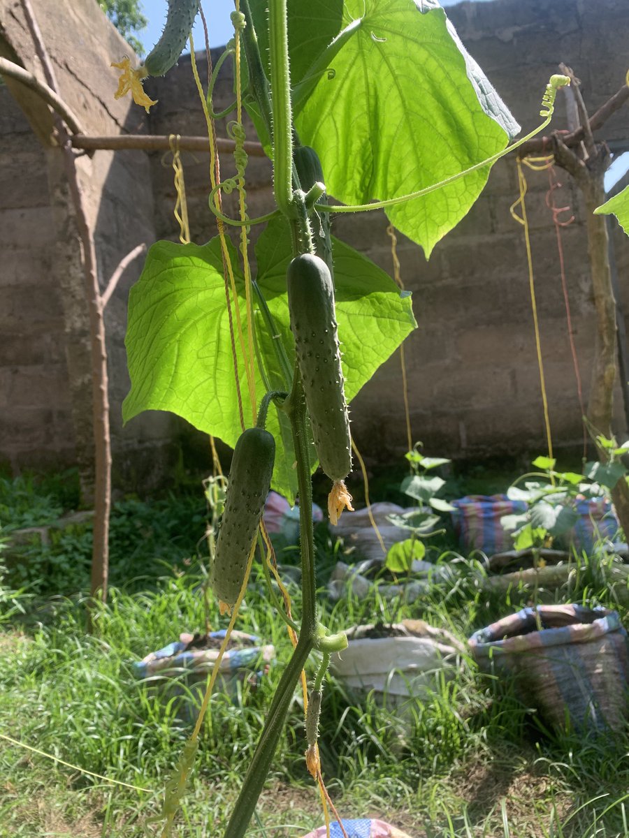 OpeimuTheFarmer's tweet photo. 🌱I weeded my small cucumber garden🪴
🌱This enhances ventilation, reduces the risk of diseases and improves yield🍆🥒 
🌱Weeding is a form of exercise, keeping me active and fit💪😊
🌱 Weeding allows me to reflect, connect with nature, and admire God’s creation.🏞️🌍 https://t.co/E2brQvT9cy