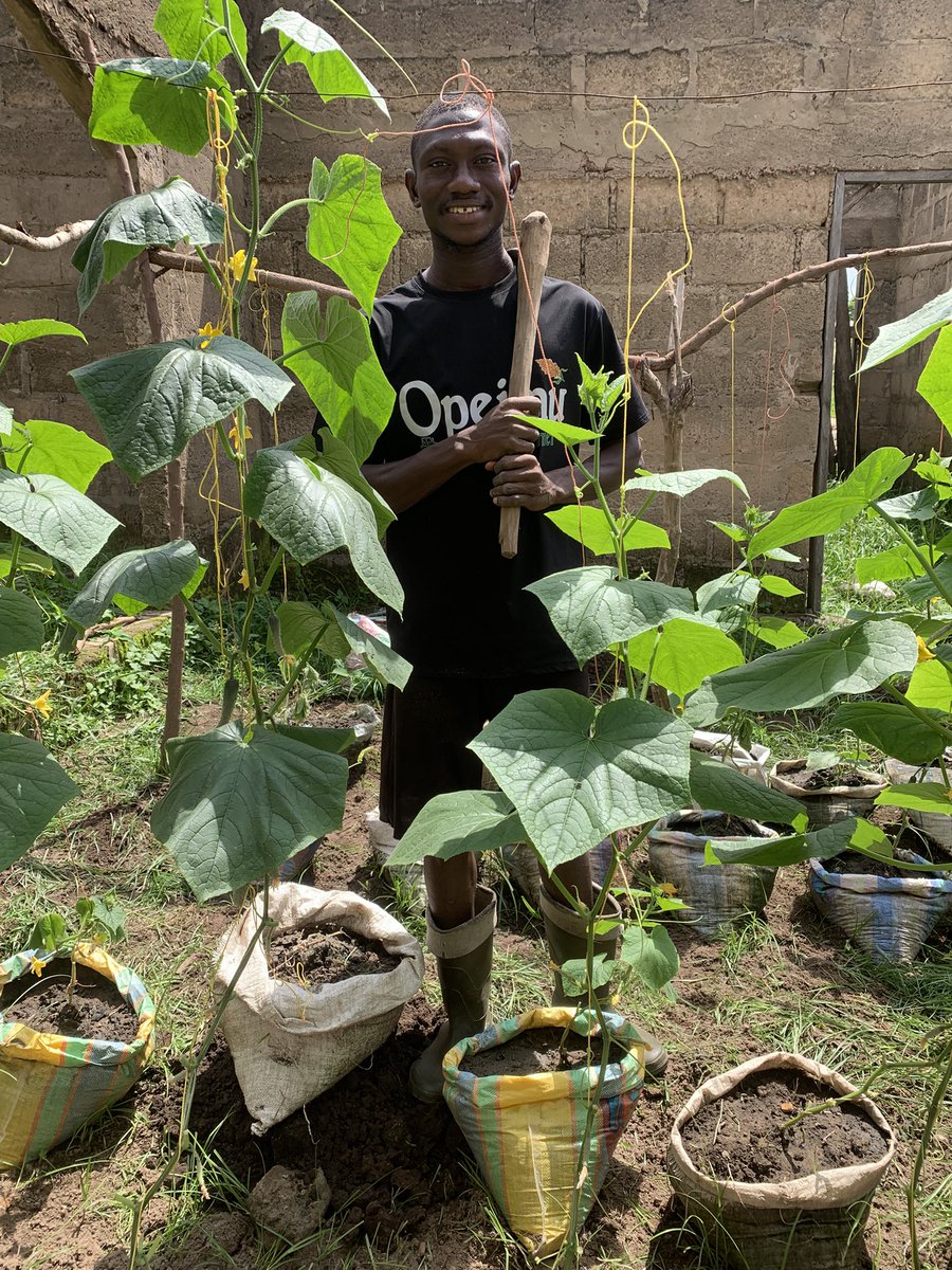 OpeimuTheFarmer's tweet photo. 🌱I weeded my small cucumber garden🪴
🌱This enhances ventilation, reduces the risk of diseases and improves yield🍆🥒 
🌱Weeding is a form of exercise, keeping me active and fit💪😊
🌱 Weeding allows me to reflect, connect with nature, and admire God’s creation.🏞️🌍 https://t.co/E2brQvT9cy