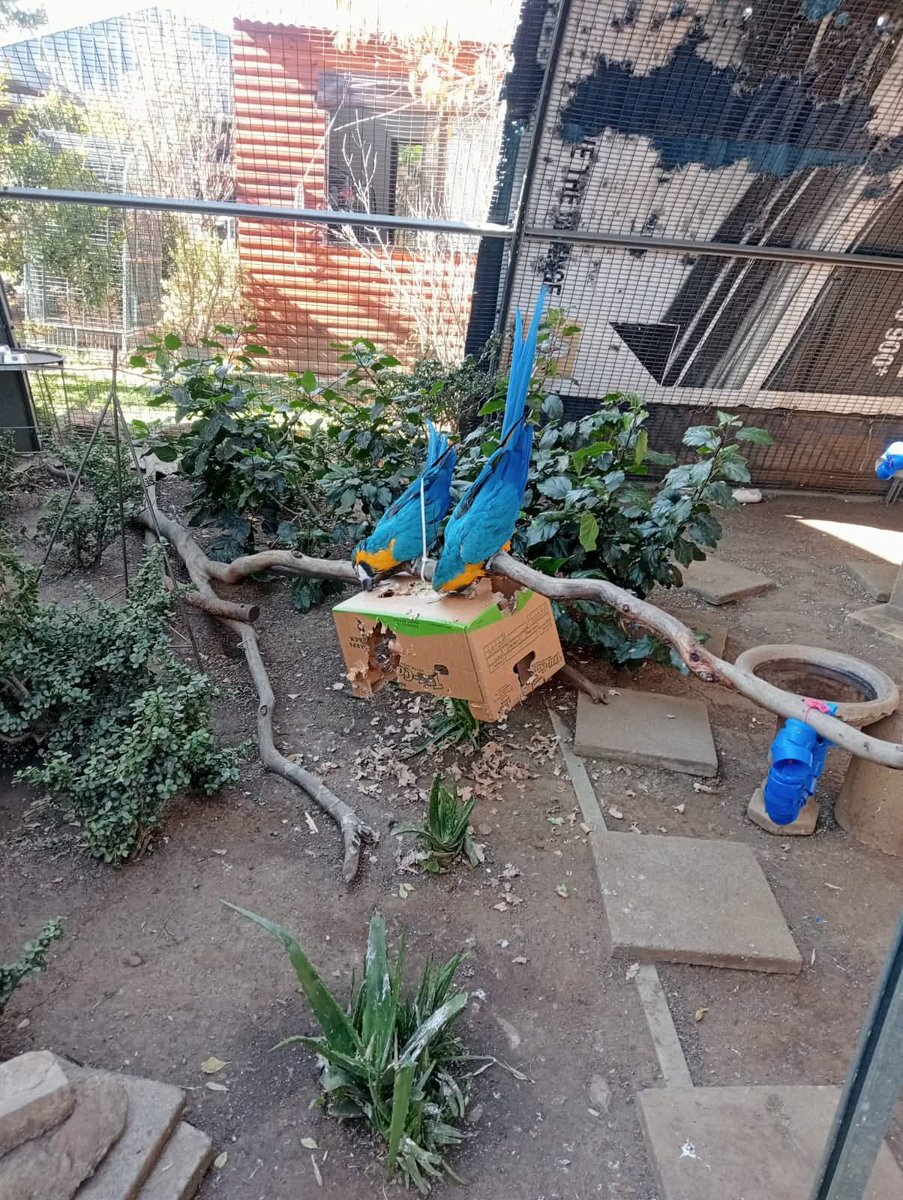 brainybirds_sa's tweet image. Boxes are probably one of the favorite toys enjoyed by all the birds. The cleaning staff dont enjoy it quite as much 🤪