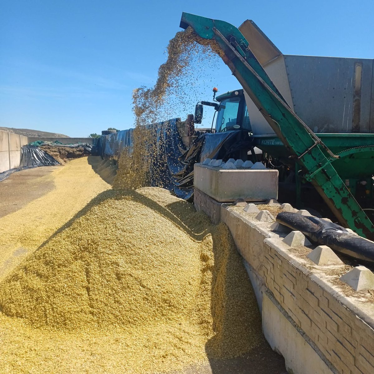 Agronomysilvers's tweet image. Crimping Spring Barley down in Abersoch  in the glorious summer sunshine ☀️ 🏴󠁧󠁢󠁷󠁬󠁳󠁿 @AgriiUK #crimping #agronomy #springbarley #hacker