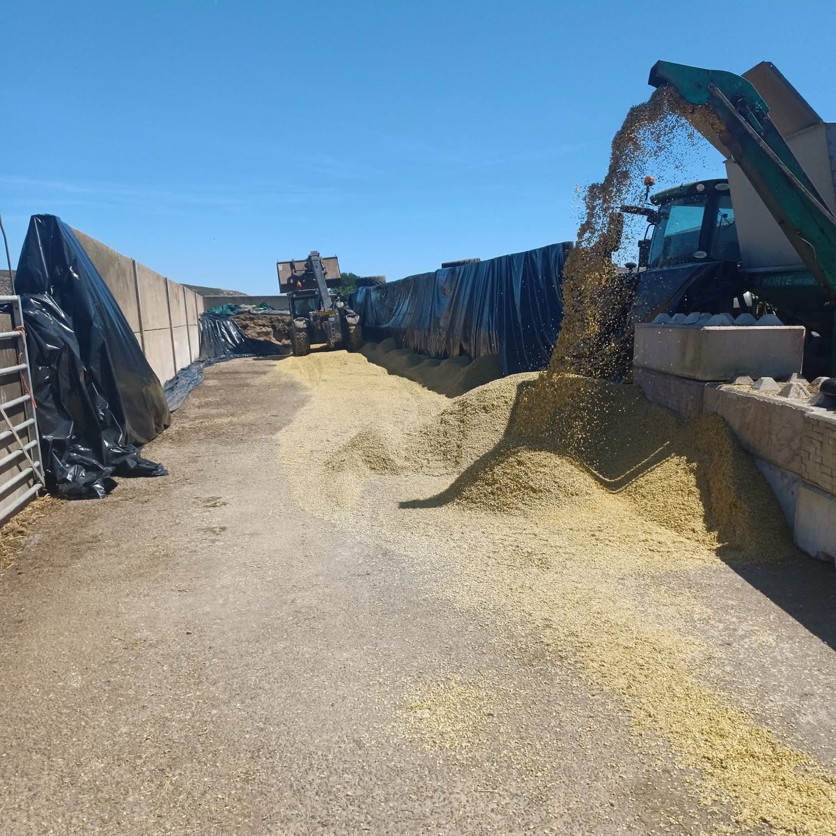 Agronomysilvers's tweet image. Crimping Spring Barley down in Abersoch  in the glorious summer sunshine ☀️ 🏴󠁧󠁢󠁷󠁬󠁳󠁿 @AgriiUK #crimping #agronomy #springbarley #hacker