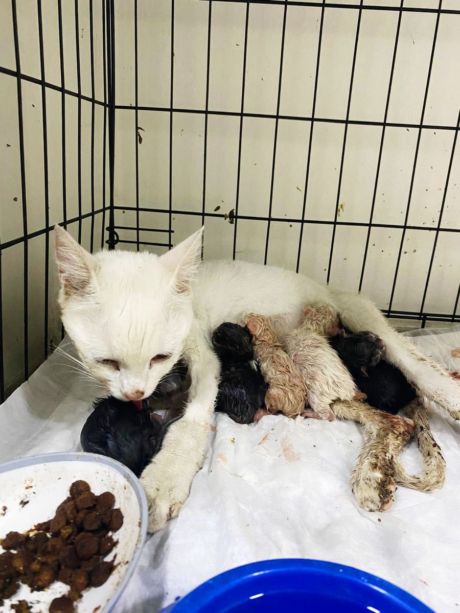 bu tatli anneyi hatirladiniz mi🥹 dogum yapmis ama hala yuvasi yok. kafeste yasiyor uzun zamandir. ondan oncesinde terk edildi. sevilecegi ve bir daha terk edilmeyecegi omurluk huzurlu yuvasina gitsin… sokakta bilinmezlige karismasin. lutfen paylasalim😭