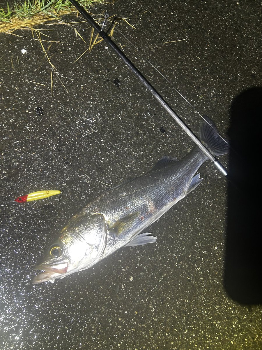 shotaro_kikuchi's tweet image. 夜中の激雨シーバス🎣
一瞬ドカンと降るタイプならここだろと思って小場所を攻めました。
一ついいサイズ取れなかったけど
夏のこの時期伊勢湾でこのサイズは我ながら上出来でしょう。
ヨレヨレで流れの中放置プレイと壁際に流れがぶつかるところに乱牙早巻きで💥
#jadoproducts
#乱牙65
#ヨレヨレ
PR