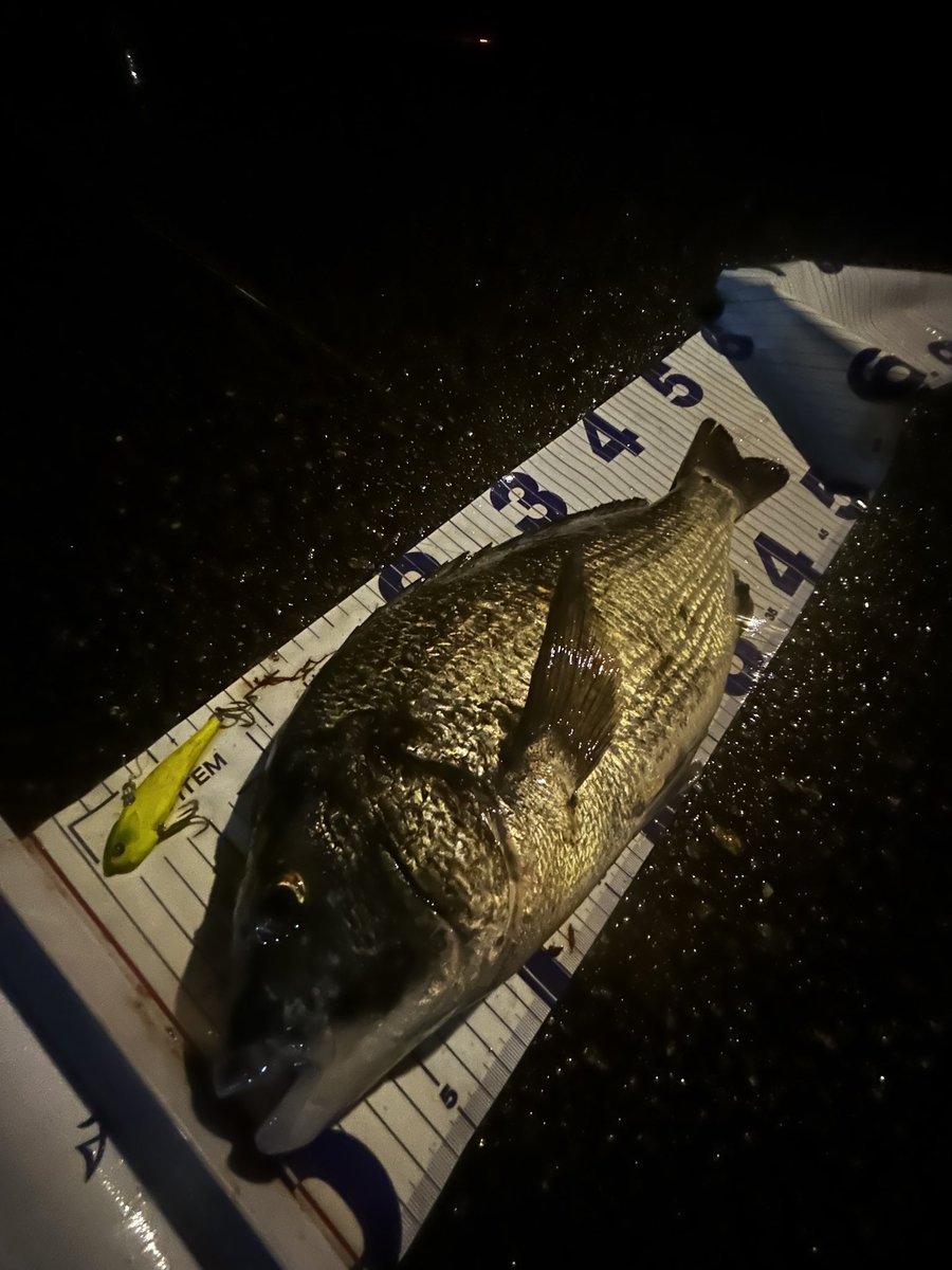 shotaro_kikuchi's tweet image. 夜中の激雨シーバス🎣
一瞬ドカンと降るタイプならここだろと思って小場所を攻めました。
一ついいサイズ取れなかったけど
夏のこの時期伊勢湾でこのサイズは我ながら上出来でしょう。
ヨレヨレで流れの中放置プレイと壁際に流れがぶつかるところに乱牙早巻きで💥
#jadoproducts
#乱牙65
#ヨレヨレ
PR