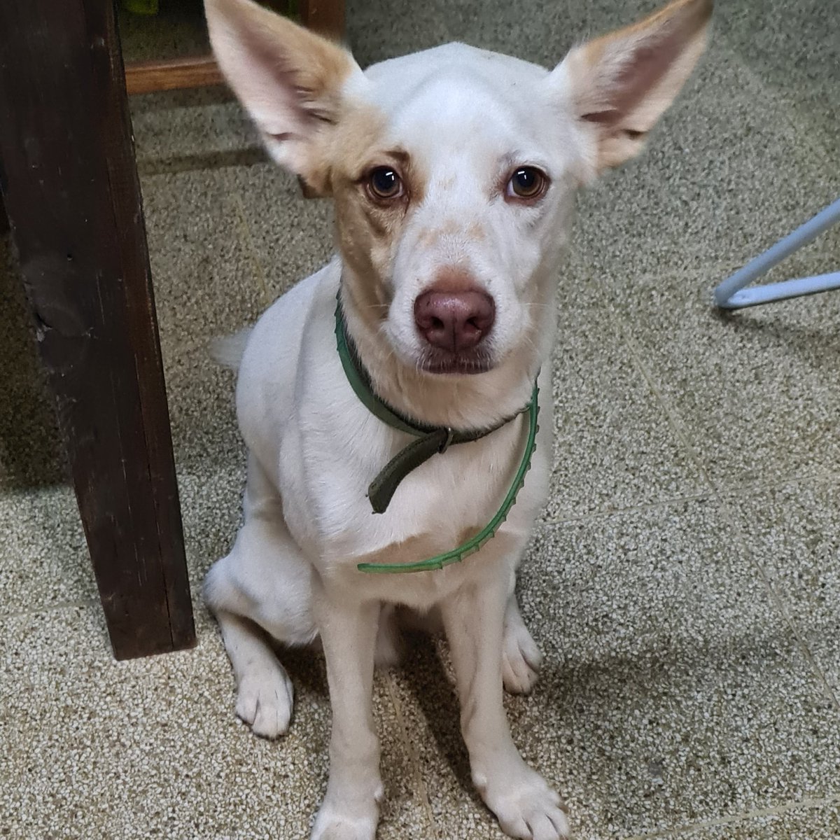 Me ayudan por favor sobre cualquier informacion que tengan de Tommy 0992979852 o 0981122950 en las inmediaciones del Hospital 12 de junio IPS, Colegio Palomino, Hotel Westfalia, Supermercado Real Avd Felix Bogado. Está perdido desde el mediodía de hoy Lunes 14.07.25.