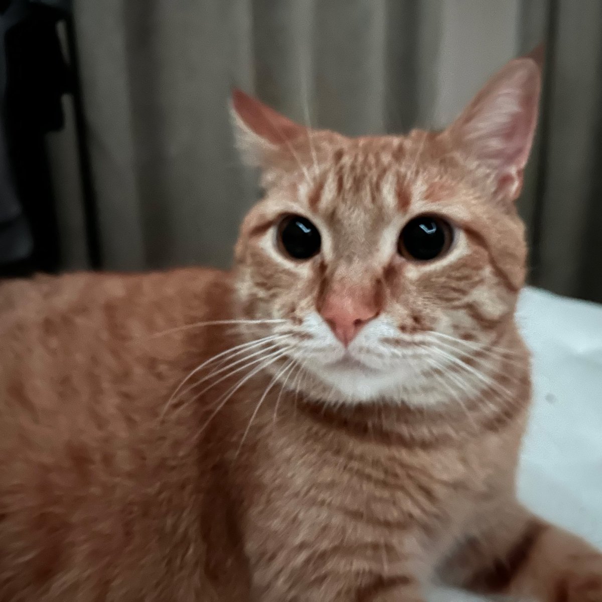 свиня просить ваш донат на корчі

send.monobank.ua/jar/46URVz4Xrk