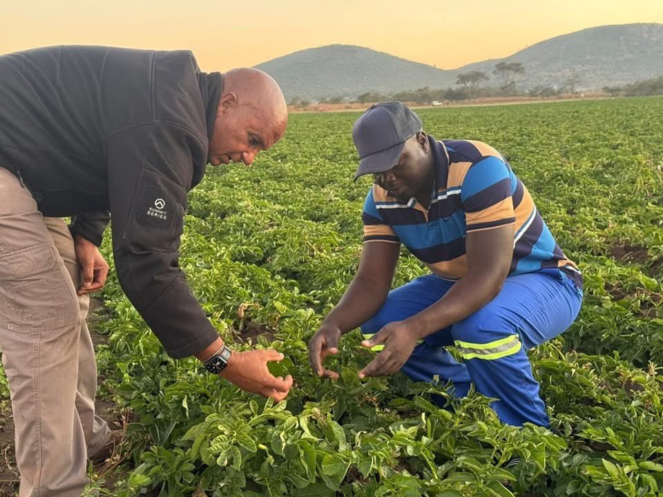 If you’re not scouting for late blight, you’re farming on hope.
Phytophthora infestans moves fast. Moisture and cool weather feed it.
🫵🏽walk your field, learn its signs, protect your yields.