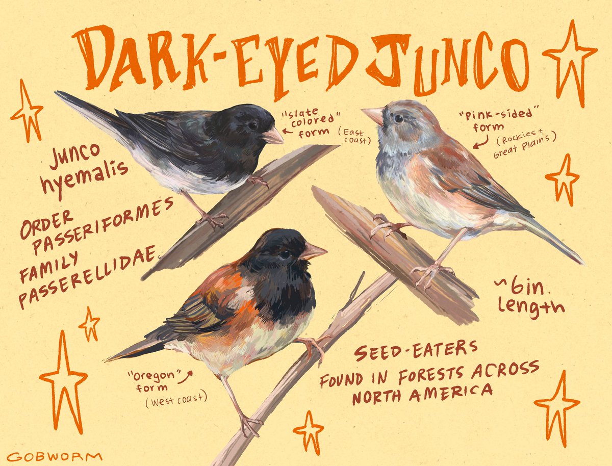 gobwormshop's tweet image. dark-eyed juncos my beloved &amp;lt;3