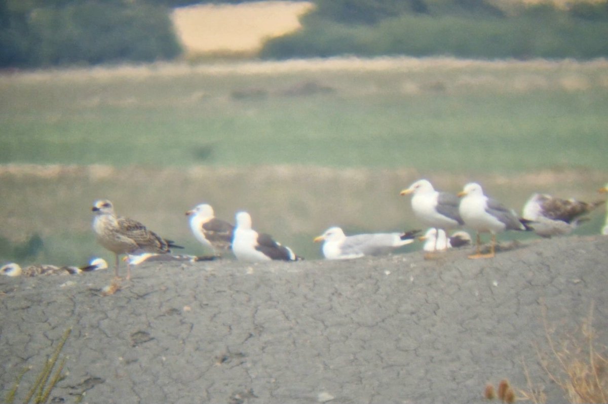 Daniel Langston (@dlangstonbirder) on Twitter photo 7+ YLG at Leadenham Quarry today, a juv, 1s, 2s, 3s and 3 adults.
<a href="/Lincsbirding/">Lincsbirding</a> 7+ YLG at Leadenham Quarry today, a juv, 1s, 2s, 3s and 3 adults.
<a href="/Lincsbirding/">Lincsbirding</a>