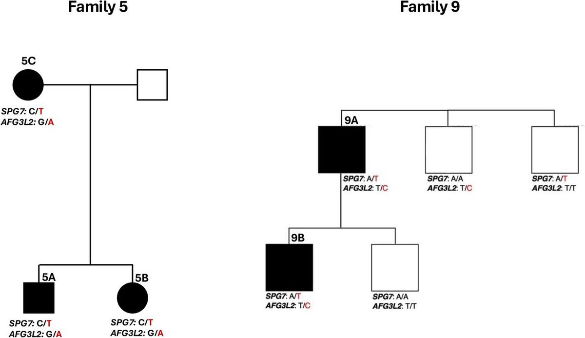 FranMartinezGr's tweet image. Digenic inheritance of mutations in SPG7 and AFG3L2 causes motor neuron and cerebellar disorders #RareDisease #Genetics medrxiv.org/content/10.110…